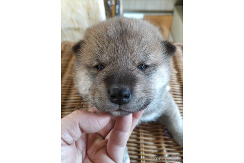 成約済の千葉県の柴犬-305097の1枚目