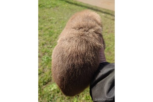 成約済の千葉県の柴犬-305097の3枚目