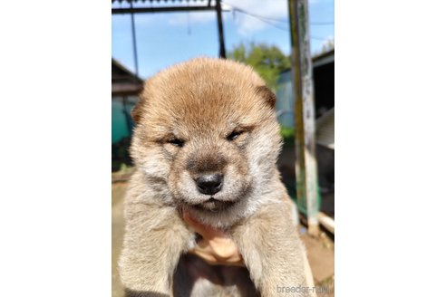 成約済の千葉県の柴犬-305097の2枚目