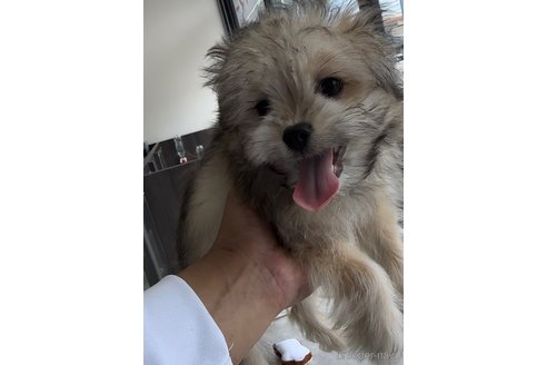 成約済の福岡県のチワマル:チワワ×マルチーズ-294055の2枚目