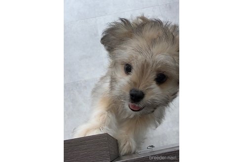 成約済の福岡県のチワマル:チワワ×マルチーズ-294055の3枚目