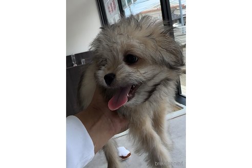 成約済の福岡県のチワマル:チワワ×マルチーズ-294055の4枚目