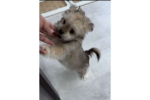 成約済の福岡県のチワマル:チワワ×マルチーズ-294055の5枚目