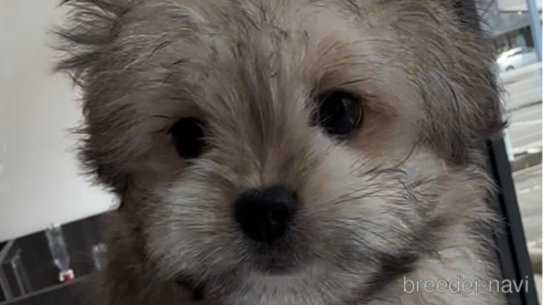 成約済の福岡県のチワマル:チワワ×マルチーズ-294055の1枚目