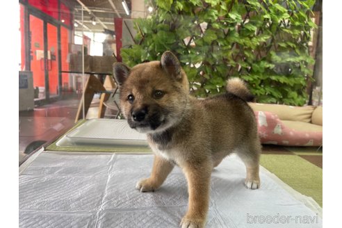 成約済の京都府の柴犬-304957の5枚目