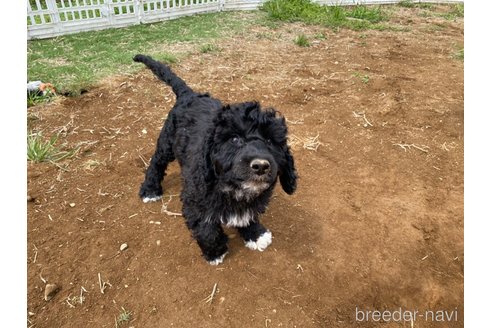 販売中の東京都のその他の犬種-300823の5枚目