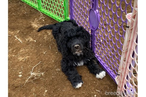 販売中の東京都のその他の犬種-300823の8枚目