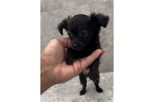 成約済の福岡県のミックス犬-304969の7枚目