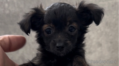 成約済の福岡県のミックス犬-304969の6枚目