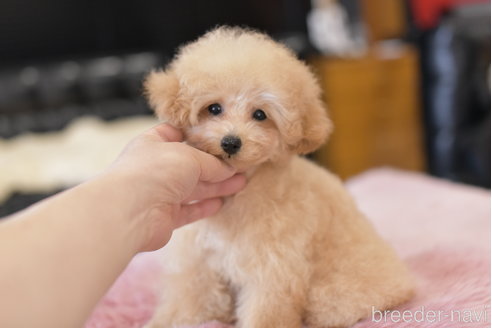 販売中の茨城県のタイニープードル-294413の4枚目