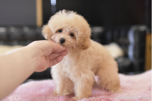 販売中の茨城県のタイニープードル-294413の3枚目