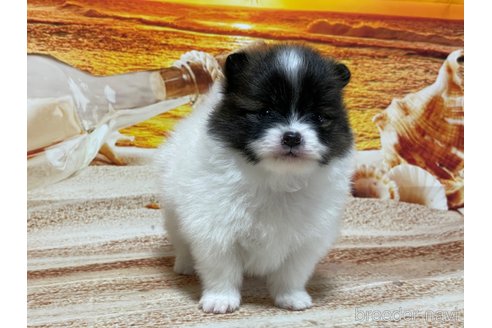 成約済の埼玉県のポメラニアン-304092の6枚目
