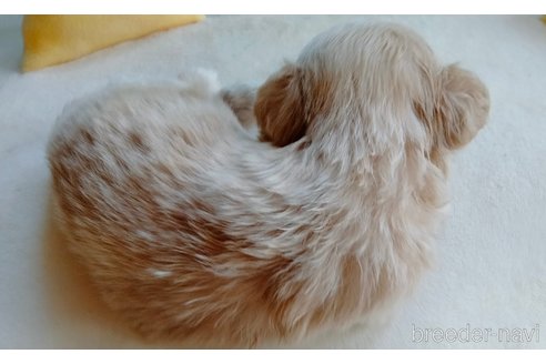 成約済の埼玉県のマルプー:マルチーズ×トイプードル-304985の20枚目