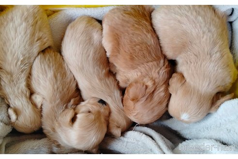 成約済の埼玉県のマルプー:マルチーズ×トイプードル-304985の17枚目