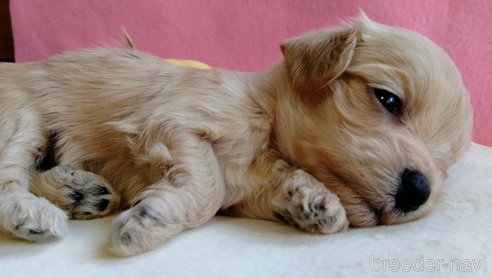 商談中の埼玉県のマルプー:マルチーズ×トイプードル-304995の14枚目