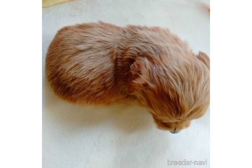成約済の埼玉県のマルプー:マルチーズ×トイプードル-304998の2枚目