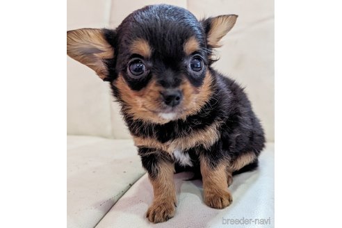 成約済の静岡県のミックス犬-304860の2枚目