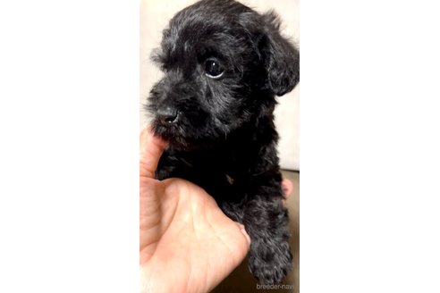 成約済の奈良県のミックス犬-301886の24枚目