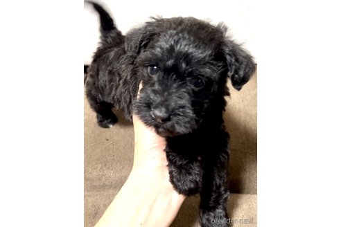 成約済の奈良県のミックス犬-301886の23枚目