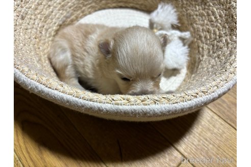 成約済の千葉県のポメラニアン-304390の11枚目