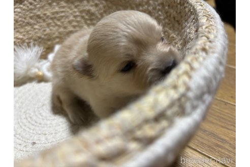 成約済の千葉県のポメラニアン-304389の11枚目