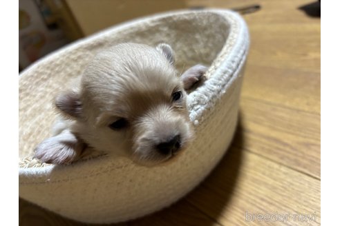 成約済の千葉県のポメラニアン-304389の12枚目