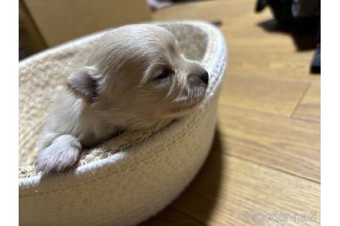 成約済の千葉県のポメラニアン-304389の13枚目