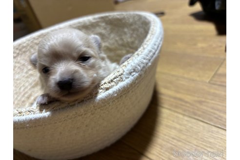 成約済の千葉県のポメラニアン-304389の14枚目