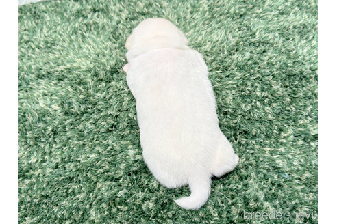 成約済の愛知県のミックス犬-305096の3枚目