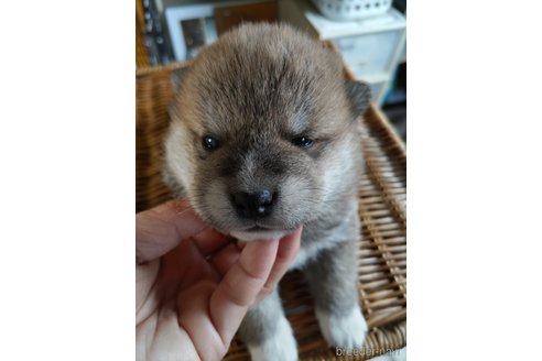 販売中の千葉県の柴犬-305098