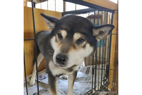 販売中の岐阜県の柴犬-243622の10枚目