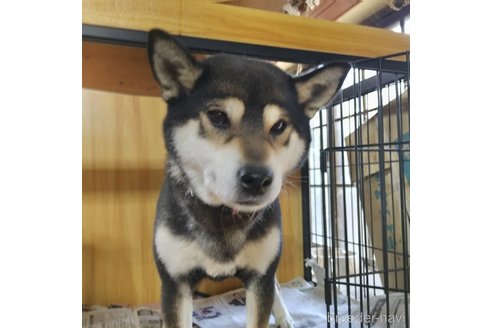 販売中の岐阜県の柴犬-243622の9枚目