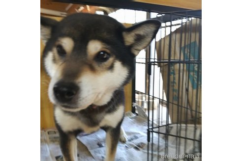 成約済の岐阜県の柴犬-243622の8枚目