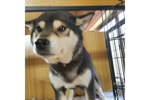 販売中の岐阜県の柴犬-243622の5枚目