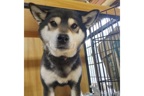 販売中の岐阜県の柴犬-243622の1枚目