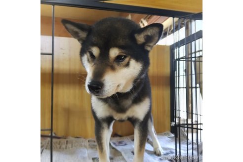 販売中の岐阜県の柴犬-243622の4枚目