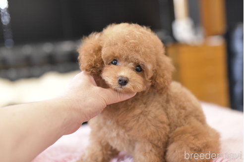 成約済の茨城県のトイプードル-300241の1枚目