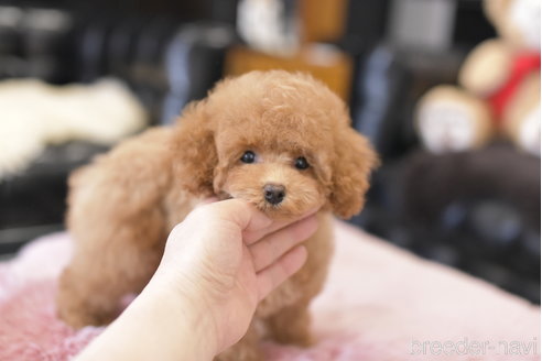 成約済の茨城県のトイプードル-300241の6枚目