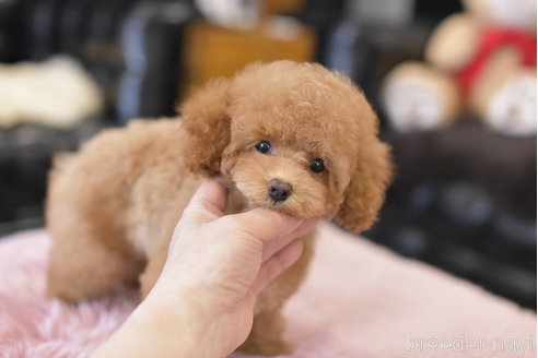 成約済の茨城県のトイプードル-300241の4枚目