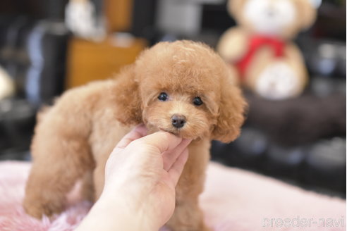 成約済の茨城県のトイプードル-300241の3枚目