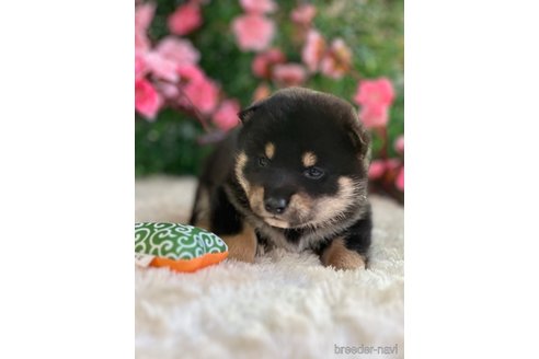 成約済の愛知県の柴犬-303004の2枚目