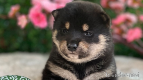 成約済のの柴犬-303004