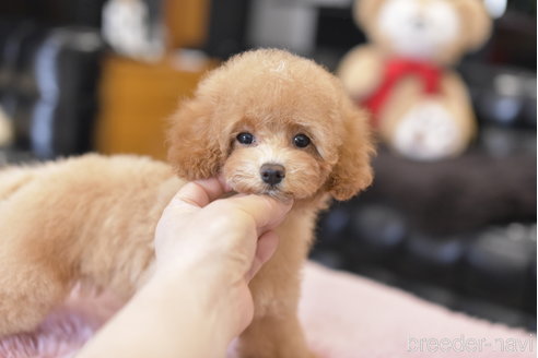 成約済の茨城県のトイプードル-300593の1枚目