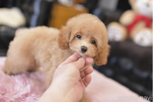 成約済の茨城県のトイプードル-300593の3枚目