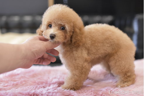 成約済の茨城県のトイプードル-300593の2枚目