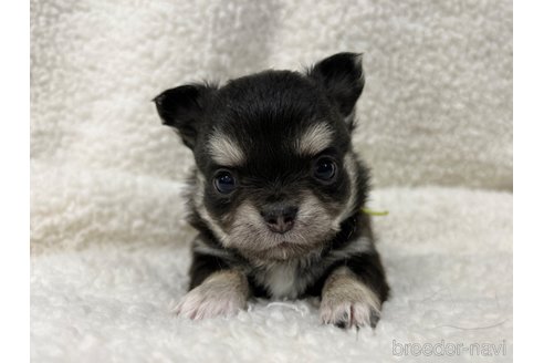 成約済の千葉県のチワワ(ロングコート)-304487の13枚目