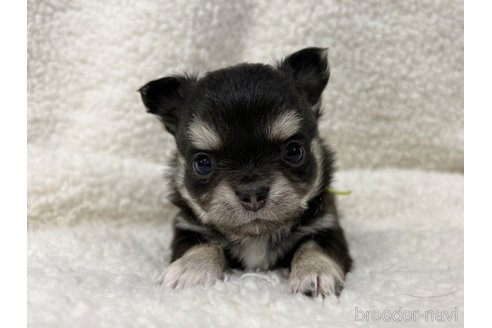 成約済の千葉県のチワワ(ロングコート)-304487の10枚目