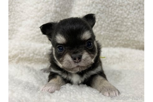 成約済の千葉県のチワワ(ロングコート)-304487の12枚目