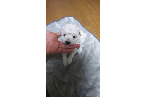 成約済の宮城県のタイニープードル-305154の1枚目
