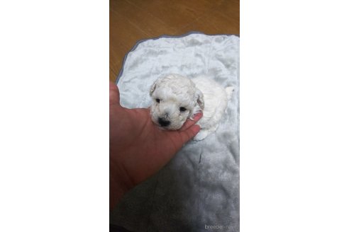 成約済の宮城県のタイニープードル-305154の3枚目